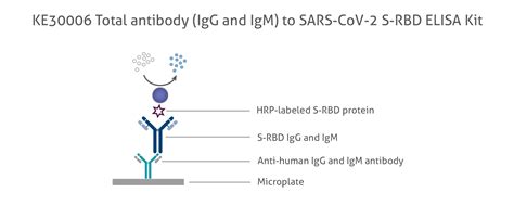 abgen antibody elisa kit|Novel antibody language model accelerates IgG screening and .